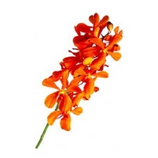 Mokara - Orange